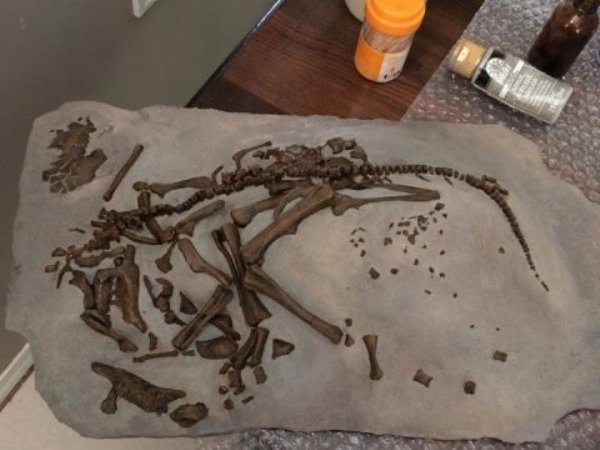Researchers examined a fossilized embryo of the dinosaur Hypacrosaurus.