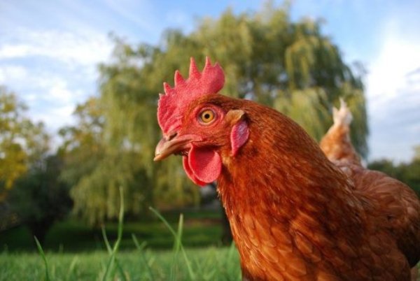 This study concludes that chickens are behaviorally, cognitively and emotionally complex individuals.