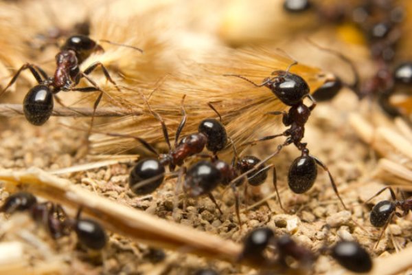 Ants, long perceived as the workaholics of the insect world, do need work-life balance, say researchers.