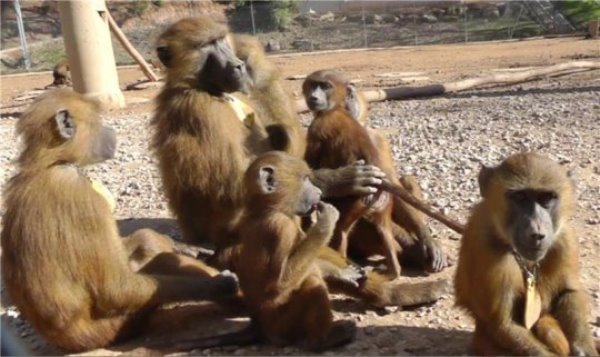 In situ image of the recorded baboons.