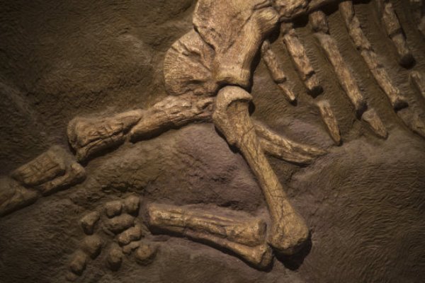 Dinosaur fossil