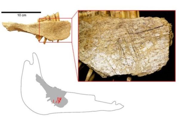 This horse mandible from Cave 2 shows a number of cut marks on the lingual surface. They indicate that the animal's tongue was cut out with a stone tool.