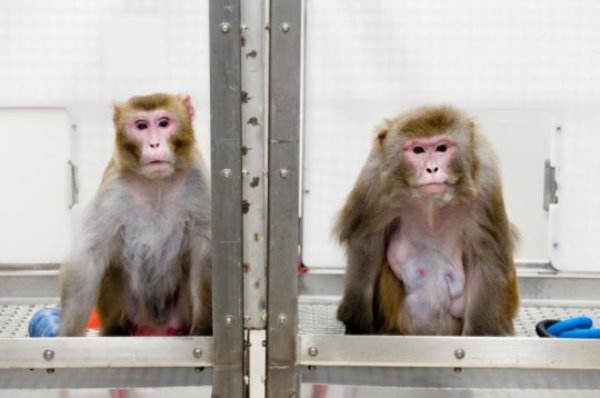 A 2009 image of rhesus monkeys in a landmark study of the benefits of caloric restriction. The then 27-year-old monkey on the left was given a diet with fewer calories while the then 29-year-old monkey on the right was allowed to eat as much as it liked. Both animals have since died of natural causes. A new study of the effects of a restricted diet reinforces the idea that reducing caloric intake has health benefits that can extend lifespan.