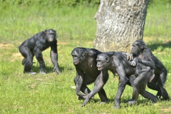 Bonobos. In the Democratic Republic of the Congo, bonobos are hunted and sold at markets for human consumption.