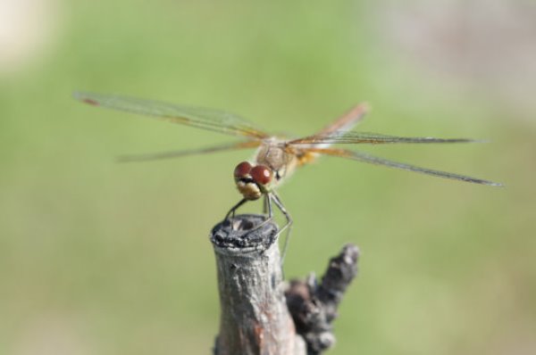 Global climactic changes mean that the climate around the world is getting warmer, and accordingly it can be assumed with a large degree of certainty that the number of insects will increase significantly. 