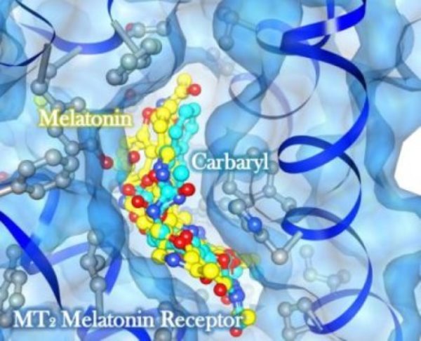 This computer-generated image demonstrates how melatonin (in yellow) and carbaryl, (in light turquoise), a commonly used insecticide, bind directly to the same binding region on the human melatonin receptor.