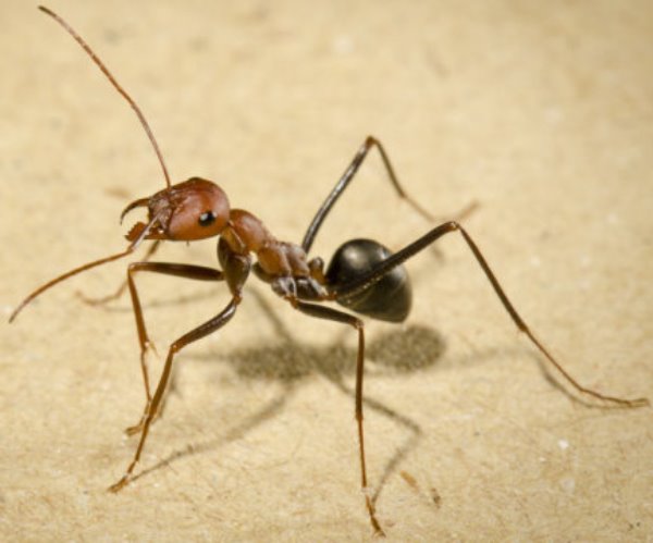 Cataglyphis velox ant.