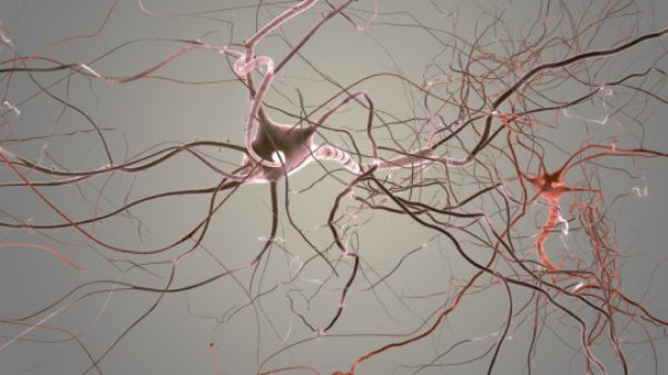 Neuron cell 