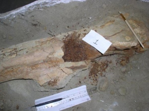 Brachylophosaur canadensis fossil femur (MOR 2598) in field jacket, showing area of sampling for molecular analyses.