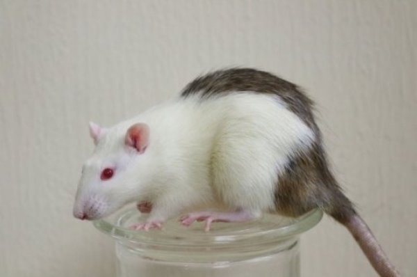 A rat in which researchers were able to grow a mouse pancreas. Islets from the pancreases were transplanted into mice with diabetes. The transplants helped control the mice's blood sugar levels.