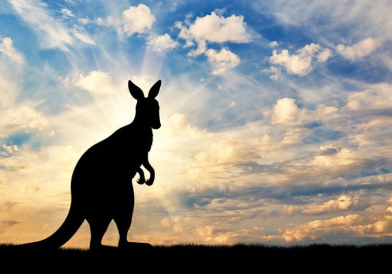 Kangaroo silhouette against sky