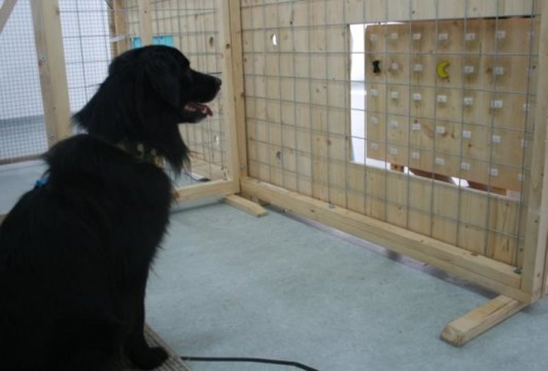 Dogs share food also in complex situations, but more likely with dogs they know.