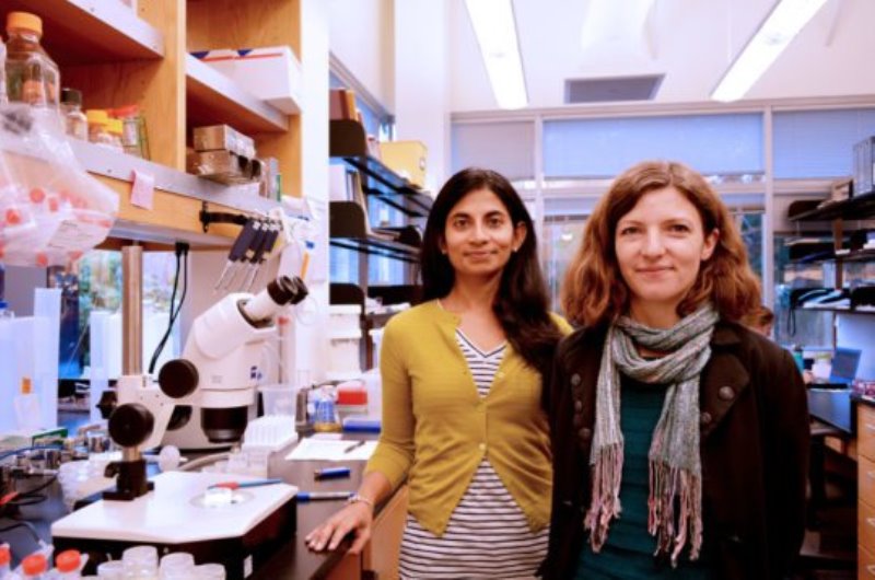 TSRI Assistant Professor Surpriya Srinivasan (left) and TSRI Research Associate Lavinia Palamiuc led the new study.