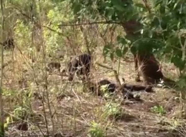 The fact that chimps would kill a member of their own community is extremely rare, but the abuse that followed was completely unexpected.