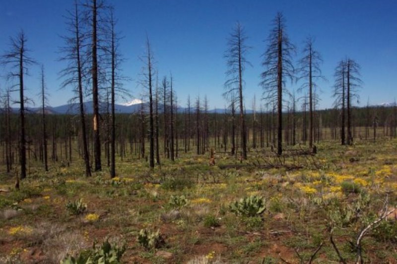 Nearly 10 years after having half its trees removed in a salvage logging operation following the 2002 Cone Fire in California's Lassen National Forest, the amount and variety of naturally regenerated plant life in this stand of trees differed little from a similarly burned area that wasn't logged.