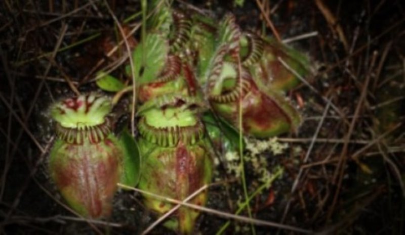 Cephalotus follicularis, the Australian pitcher plant. Photographed here in its native range in Western Australia, this carnivorous plant evolved to digest insects through a strikingly similar evolutionary pathway as other plants that developed the same capability independently, a new study finds.