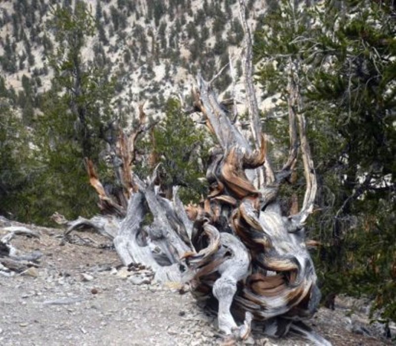 Picture of the bristlecone pine forest in California, the United States where the bristlecone pine sample for this study used to live (taken by Prof. A.J.T. Jull). In this forest, there are many living old trees exceed 1000 years old. Harsh environments make bristlecone pines very dense and long lives.