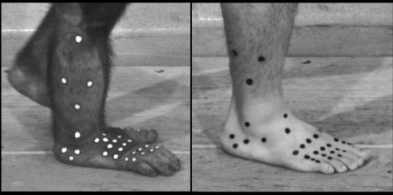 The researchers painted markers on the feet of both humans and chimpanzees in order to figure out how different bones and joints within the foot move in 3-D.