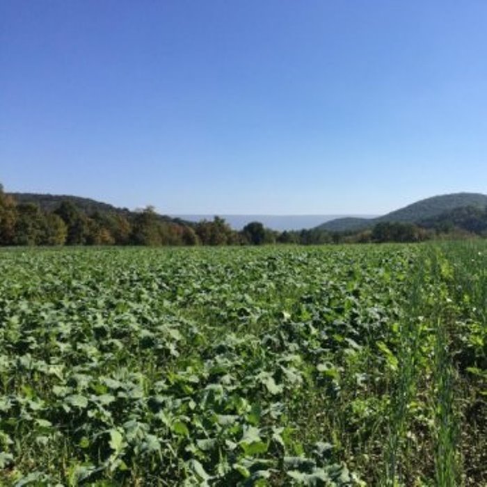 Agricultural scientists, like Penn State researchers, have been experimenting with cover crop mixtures (like the one shown growing at the Russell E. Larson Agricultural Research Center) to determine which ones best limit the runoff of nutrients and provide the most ecosystem services.