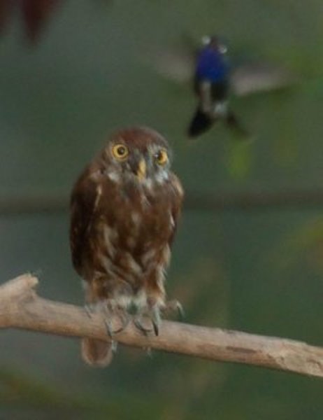 Hummingbird mobbing model of a pygmy owl is shown.
