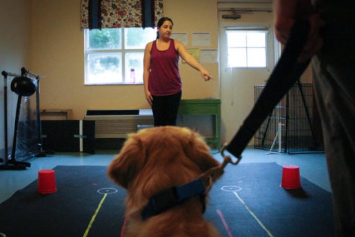 Researchers hid treats and toys and communicated their location to dogs with cues such as pointing or looking in the direction of the concealed item.