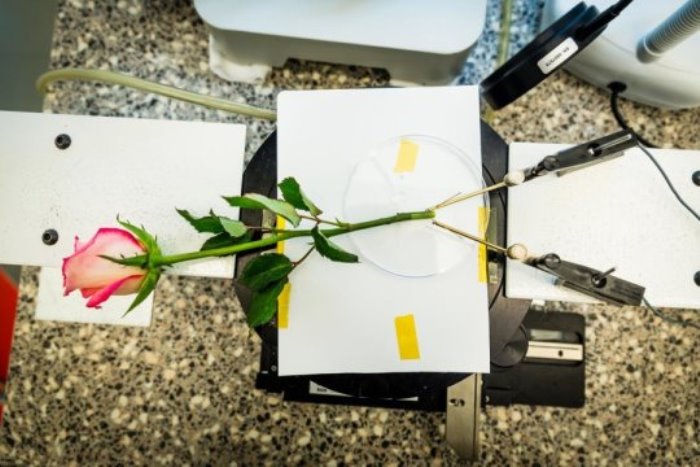This is a supercapacitor Rose from Laboratory of Organic Electronic, Linköping University.