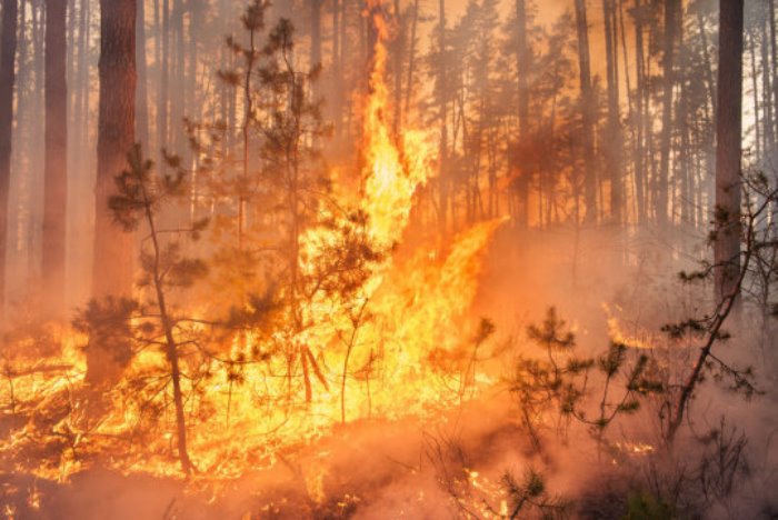 The annual cost of fighting wildfires in the U.S. has exceeded $2 billion in recent years.