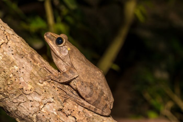 Close up of Golden Tree Frog on tree