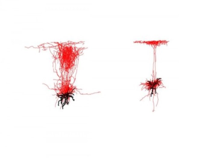 Different Sst interneurons, or type of nerve cell (colored red), in the outer shell, or cerebral cortex, of the mouse brain are shown.