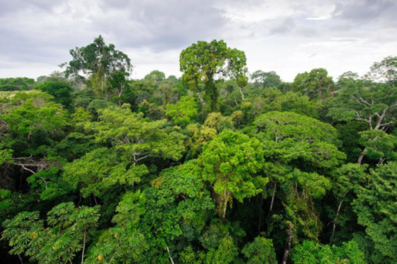 Amazon rainforest in Tambopata reserve, Peru