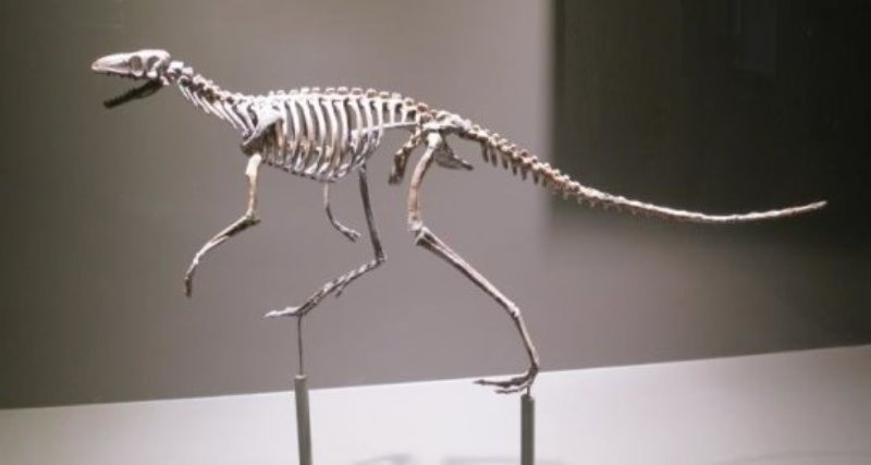 Skeleton of the proto-dinosaur Marasuchus -- a squirrel-sized carnivore that likely walked on all fours but ran on two legs.