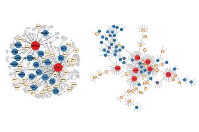 Examples of gene networks in the hippocampus affected by brain trauma. UCLA researchers report that the “master regulator” genes (in red) influence many other genes responsible for the effects of brain trauma.