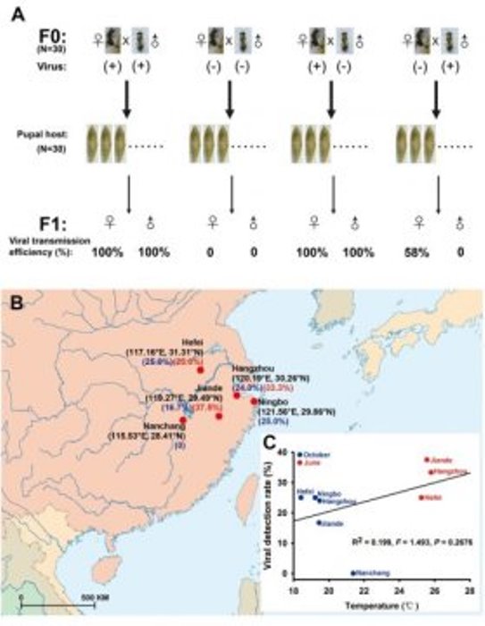 Vertical transmission of PpNSRV-1 in Pteromalus puparum wasps (A) and viral detection in field populations of Pteromalus puparum wasps (B).
