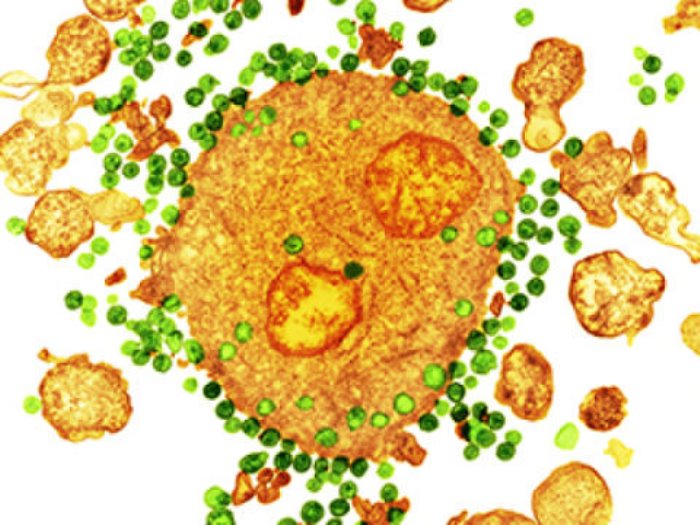 Viral suppression: Working in a monkey model of HIV, scientists discovered that a dual-antibody therapy can boost the immune system to control the infection and prevent the virus from returning.