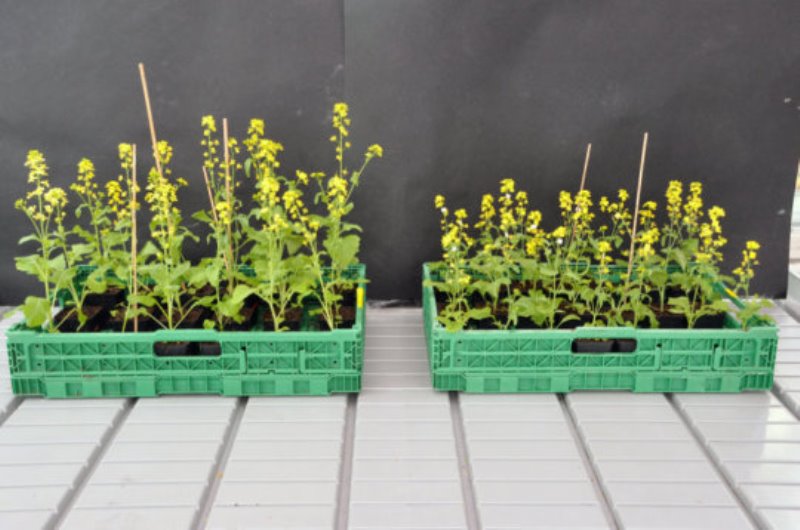 Field mustard: The plant pollinated by bumblebees is larger (left) than the plant pollinated by hoverflies.