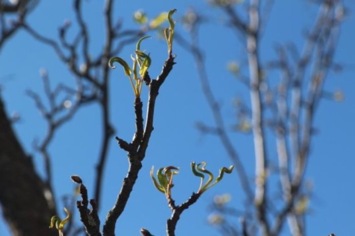 Spring trees in bloom.