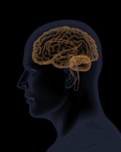 New findings contradict the consensus that the central amygdala is involved primarily in fear-related behavior, the researchers say.