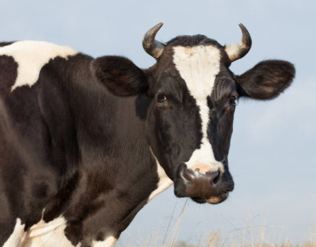 UChicago graduate student David Grossnickle explains key features that evolved to facilitate jaw yaw, or side-to-side movement that cows do, that allowed early mammals to expand their diet.