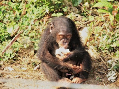 Brain size in primates is predicted by diet, an analysis by a team of NYU anthropologists indicates. Above, a chimpanzee eating fruit.