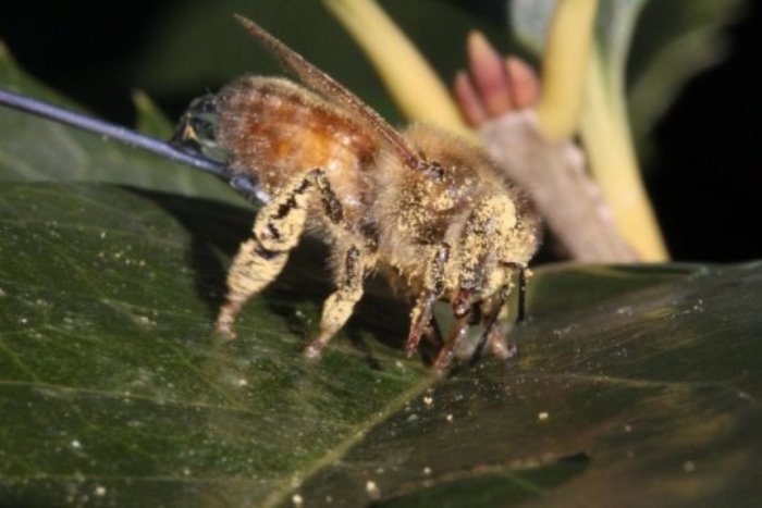 A honeybee is covered in commercial pollen.