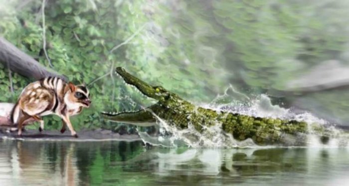 Diplocynodon ratelii, which is very similar in appearance to today's caimans, stalked small prey, such as rodents and other extinct fish.