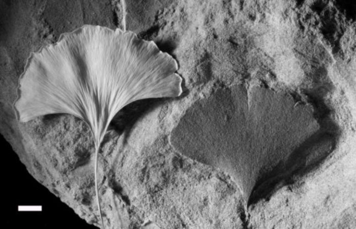 Living Ginkgo leaf (left) and fossil (right). Density of stomata in such leaves is proxy of atmospheric CO2 in past.