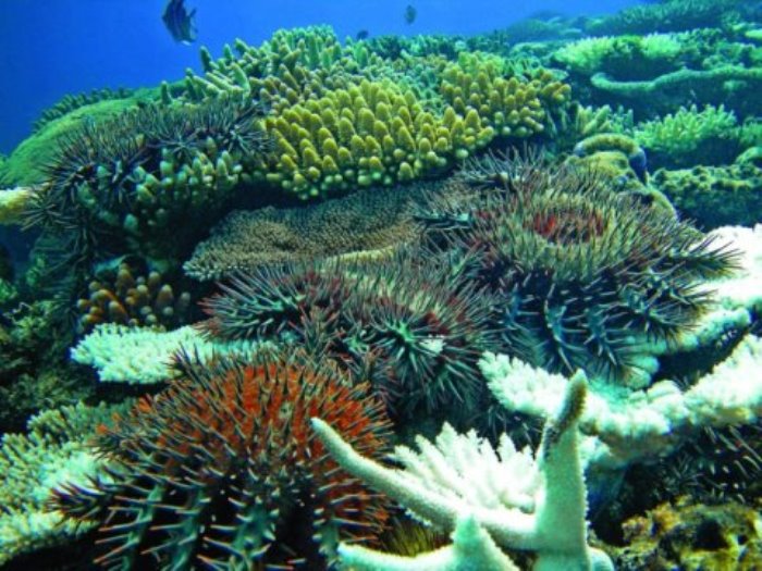 These are adult COTS predating on coral. White coral skeleton (foreground), unconsumed coral (background).