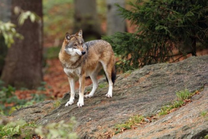 The gray wolf.