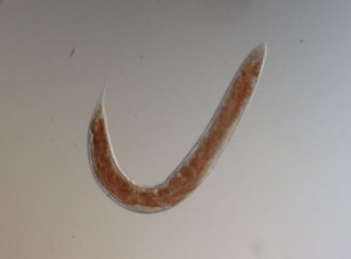 Roundworms are a handy model for studying aging because of their relatively short life span.