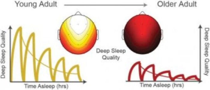 This image shows neural activity during sleep differs between older and younger adults.
