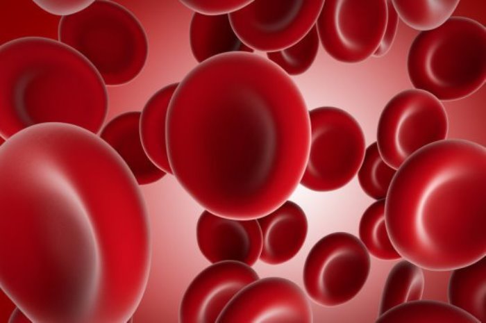 Blood cells.