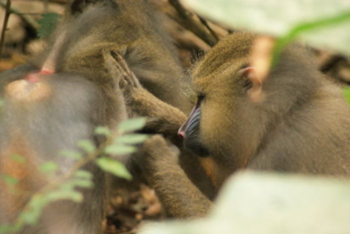 Mandrill grooming sessions.