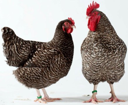 This is Coucou de Rennes, a French breed with the characteristic sex-linked barring phenotype.