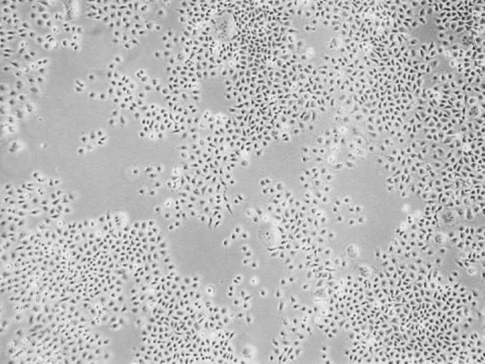 Here, cells protected from rhinovirus by membrane-tethered, receptor-blocking antibodies survive well and form colonies.